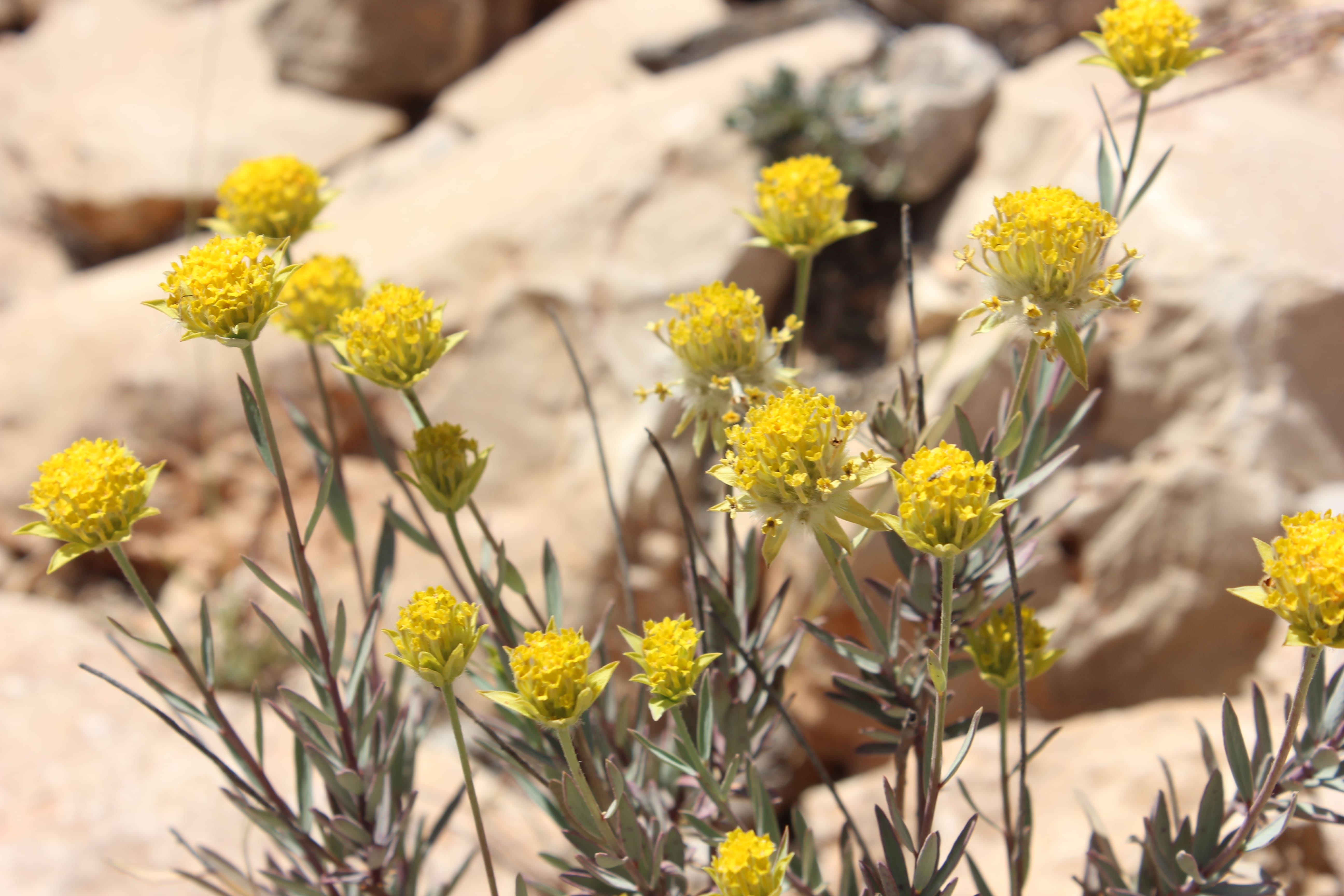 Plant Image